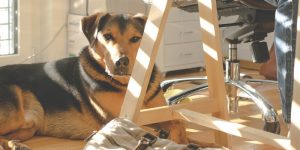 创建宠物友好的工作场所以提升员工自我关怀 宠物友好的工作场所