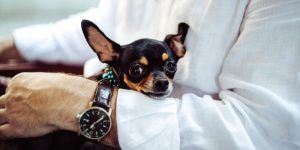 宠物和心理健康