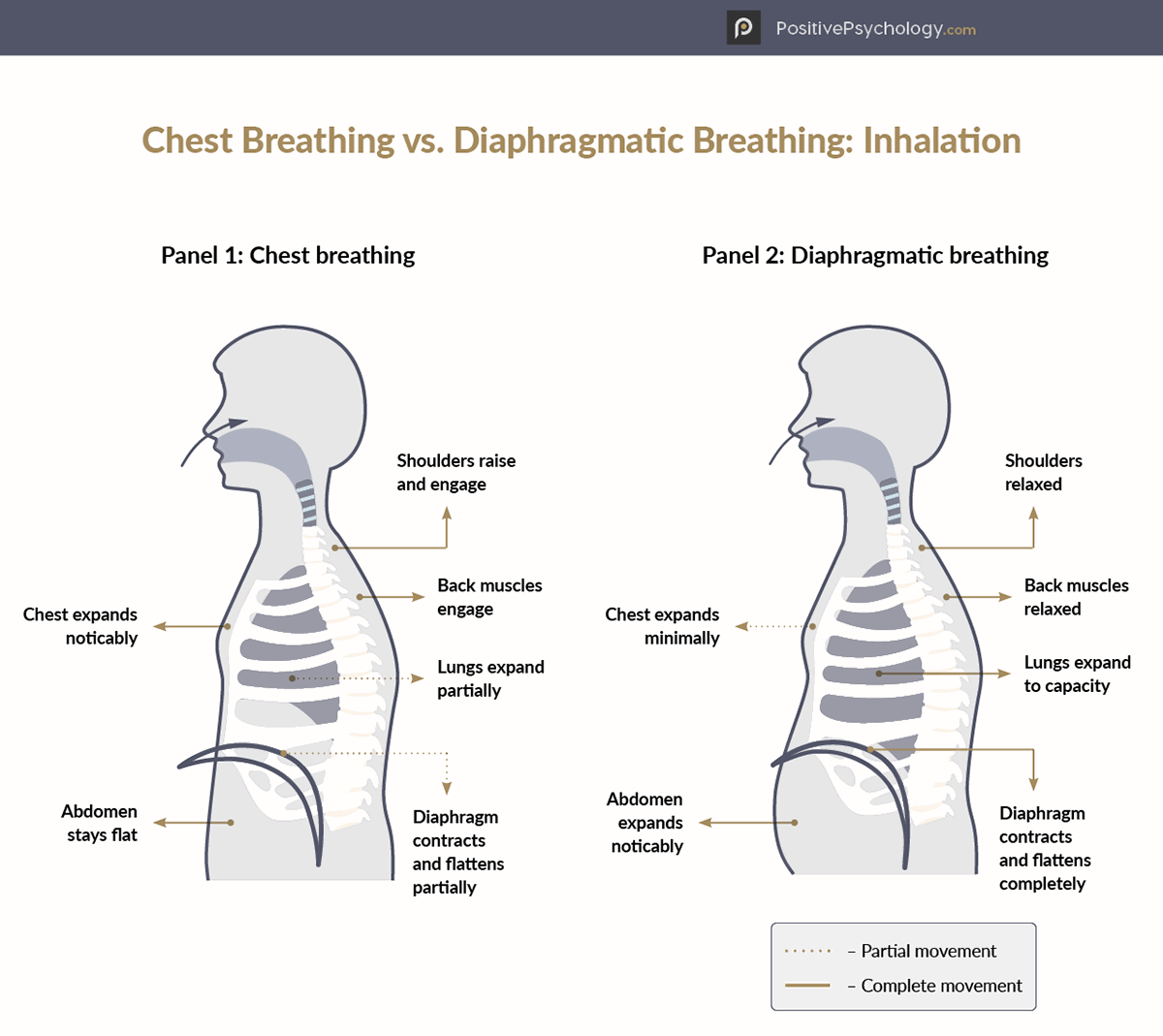 胸部呼吸与横膈膜呼吸图解