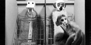 哈洛实验 依恋理论哈洛实验