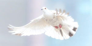 如何找到内心的平和与幸福