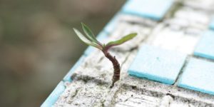 Rogers 实际化倾向