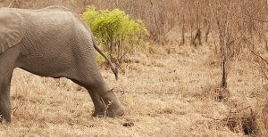 习得性无助 马丁·塞利格曼的实验 习得性无助