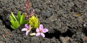 什么是创伤后成长？