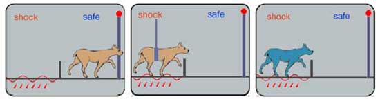 心理学抑郁理论 3 学习无助