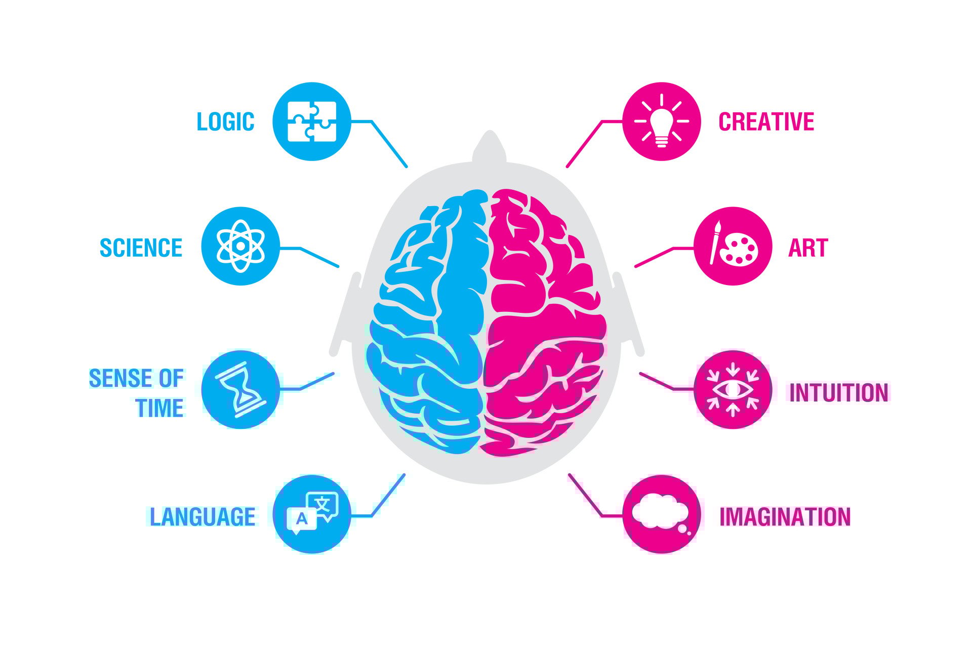 左脑与右脑：半球功能